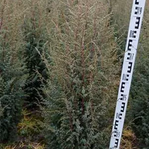 Juniperus com.&#39;Hibernica&#39; - Heckenpflanzen