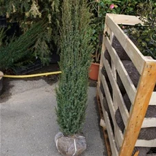 Juniperus com.'Hibernica' - Heckenpflanzen, mB 100- 125
