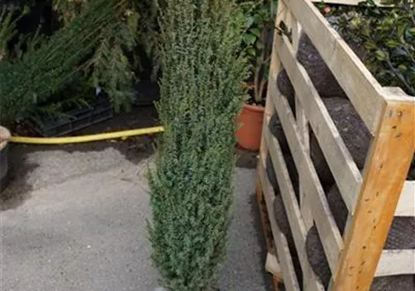 Juniperus com.'Hibernica' - Heckenpflanzen - Irischer Säulenwacholder