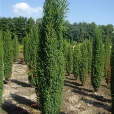 Juniperus com.'Hibernica' - Nadeln - Koniferen, mB 175- 200