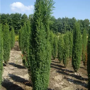 Juniperus com.&#39;Hibernica&#39; - Nadeln - Koniferen