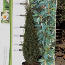 Juniperus com.'Hibernica' - Heckenpflanzen, C 25 125- 150