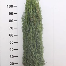 Juniperus com.'Sentinel', mB 100- 125