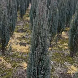 Juniperus scopulorum &#39;Blue Arrow&#39;
