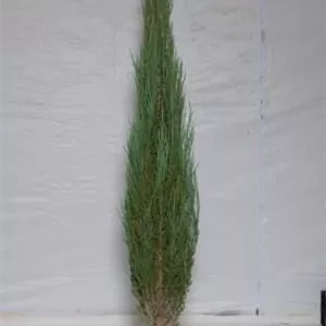 Juniperus scopulorum &#39;Blue Arrow&#39;