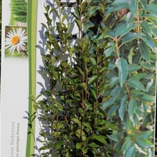 Photinia fraseri 'Red Robin' - Heckenpflanzen, C 15 125- 150