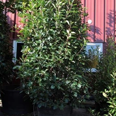 Photinia fraseri 'Red Robin' - Heckenpflanzen, C 70 250- 300