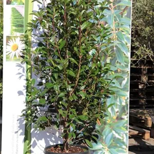 Photinia fraseri &#39;Red Robin&#39; - Heckenpflanzen
