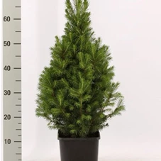 Picea glauca 'Conica', C 3 - Aktion 40- 50
