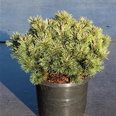 Pinus mugo 'Mops' - Nadeln - Koniferen, C 20 35- 40