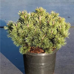 Pinus mugo &#39;Mops&#39; - Nadeln - Koniferen