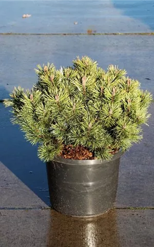 Pinus mugo 'Mops' - Nadeln - Koniferen