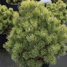 Pinus mugo 'Mops', C 20 45- 50