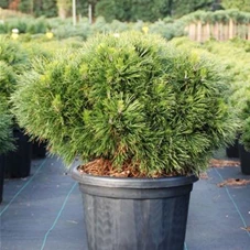 Pinus mugo 'Varella', C 20 40- 50