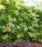 Kletterhortensie - Hydrangea petiolaris - Ziergehölze