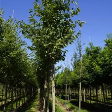 Prunus avium 'Plena', H 3xv mDb 16- 18