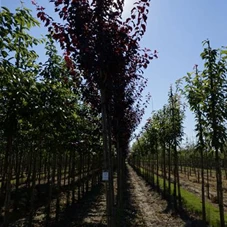 Prunus cerasifera 'Nigra' CAC - Baum, H 3xv mDb 10- 12
