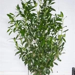Prunus lauroc.&#39;Caucasica&#39;