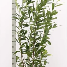 Prunus lauroc.'Caucasica', C 25 - Aktion 150- 175