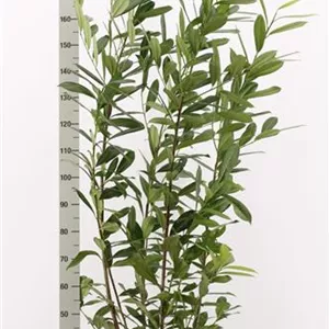 Prunus lauroc.&#39;Caucasica&#39;