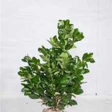 Prunus lauroc.'Etna' -R-, MB 60- 80