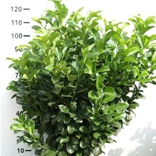 Prunus lauroc.'Etna' -R-, MB 100- 125