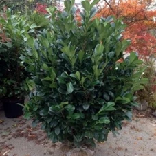 Prunus lauroc.'Etna' -R-, 3xv mB 125- 150