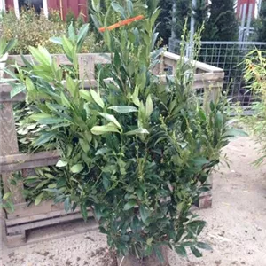 Prunus lauroc.&#39;Herbergii&#39; - Heckenpflanzen