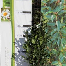 Prunus lauroc.'Herbergii' - Heckenpflanzen, MB 80- 100