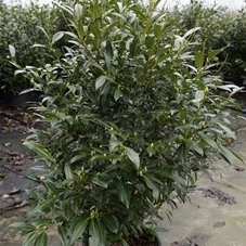 Prunus lauroc.'Herbergii' - Heckenpflanzen, C 20 100- 125