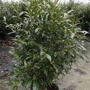 Prunus lauroc.&#39;Herbergii&#39; - Heckenpflanzen