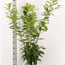 Prunus lauroc.'Novita' - Heckenpflanzen, C 4 80- 100
