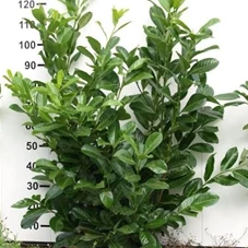 Prunus lauroc.'Novita' - Heckenpflanzen, mB 100- 125