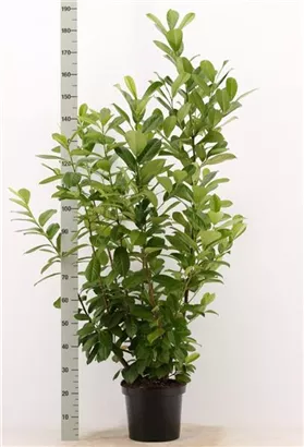 Kirschlorbeer 'Novita' - Prunus lauroc.'Novita' - Heckenpflanzen