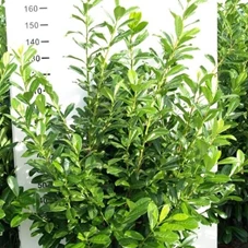 Prunus lauroc.'Novita' - Heckenpflanzen, mB 150- 175