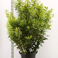 Prunus lauroc.'Novita' - Heckenpflanzen, C 25 150- 175