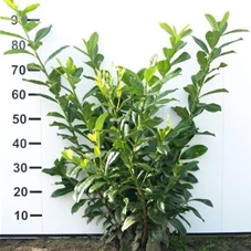 Prunus lauroc.'Novita' - Heckenpflanzen, mB 80- 100