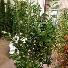 Prunus lauroc.'Novita' - Heckenpflanzen, mB 125- 150