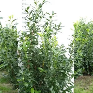 Prunus lauroc.&#39;Novita&#39;