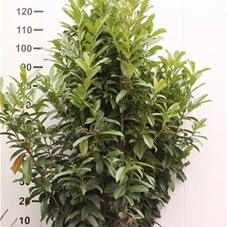 Prunus lauroc.'Reynvaanii', MB 125- 150