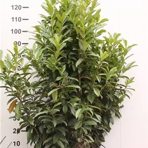 Prunus lauroc.&#39;Reynvaanii&#39;