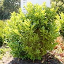 Prunus lauroc.'Rotundifolia', MDb - Aktion 200- 225