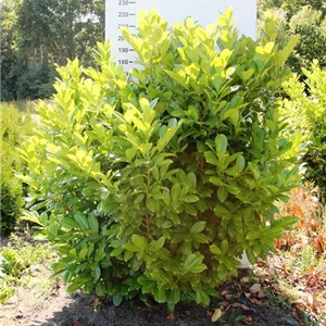 Prunus lauroc.&#39;Rotundifolia&#39;