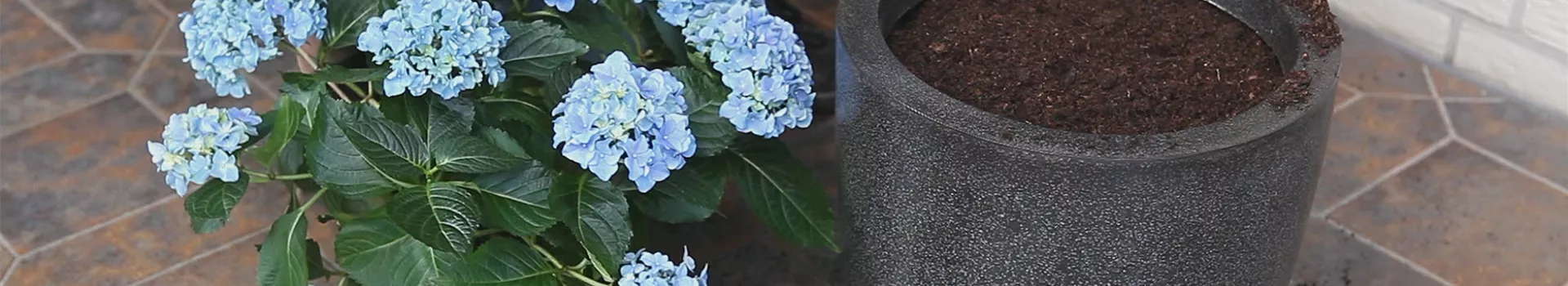 Hortensien - Einpflanzen in ein Gefäß