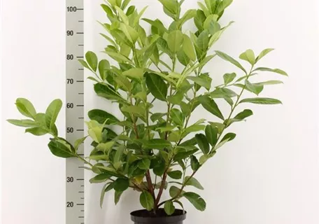 Prunus lauroc.'Rotundifolia' - Lorbeerkirsche 'Rotundifolia'