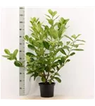 Lorbeerkirsche 'Rotundifolia' - Prunus lauroc.'Rotundifolia'