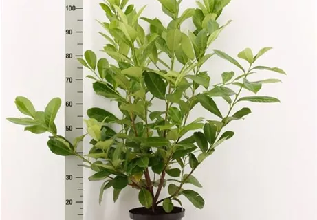 Prunus lauroc.'Rotundifolia' - Lorbeerkirsche 'Rotundifolia'