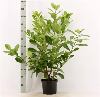 Lorbeerkirsche 'Rotundifolia' - Prunus lauroc.'Rotundifolia'