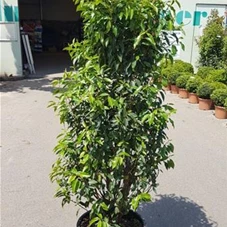 Prunus lusitanica 'Angustifolia' - Heckenpflanzen, C 30 - Aktion 160- 180