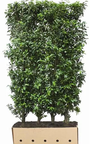 Prunus lusitanica 'Angustifolia' - Heckenelemente